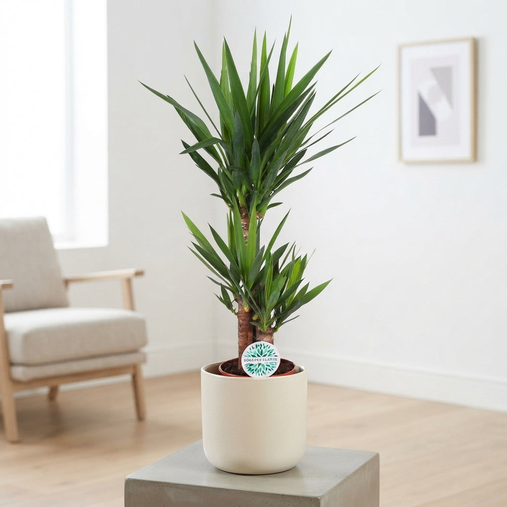 Yucca Houseplant – 21cm Pot, Approx. 95cm Tall
