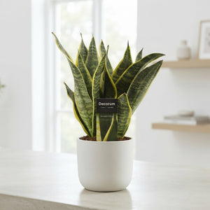 Sansevieria Futura Superba – 12cm Pot