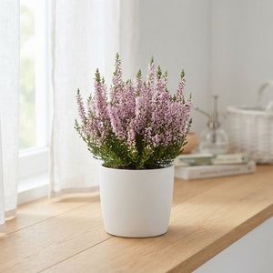 Garden Girls Heather (Calluna vulgaris) – 11cm Pot