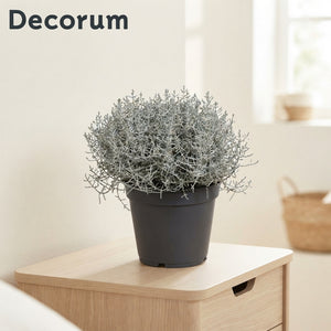 Cushion Bush (Leucophyta brownii) – 17cm Pot