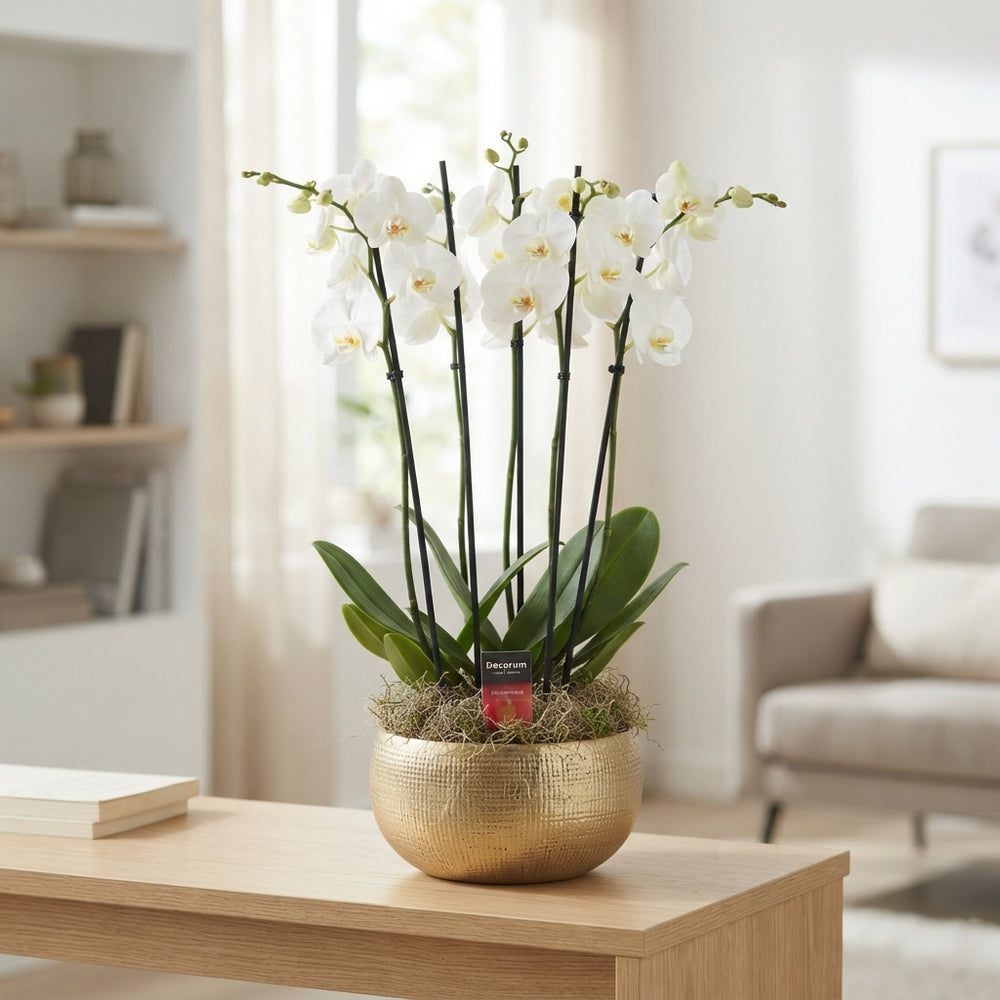 White Phalaenopsis Orchid – 6 Stems, 27cm Pot
