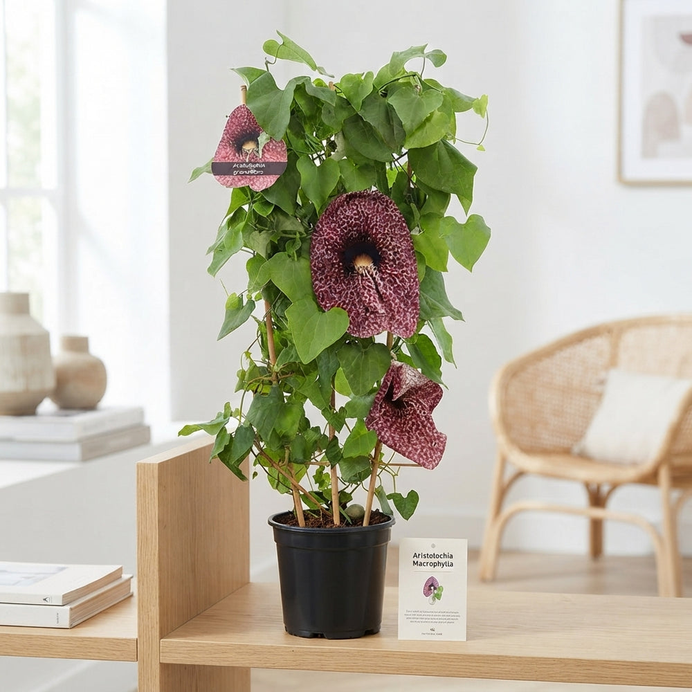 Dutchman’s Pipe Plant (Aristolochia macrophylla) – 21cm Pot