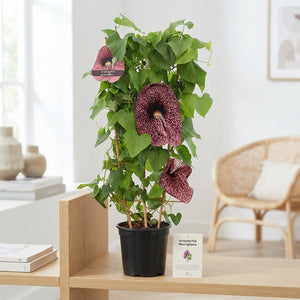 Dutchman’s Pipe Plant (Aristolochia macrophylla) – 21cm Pot
