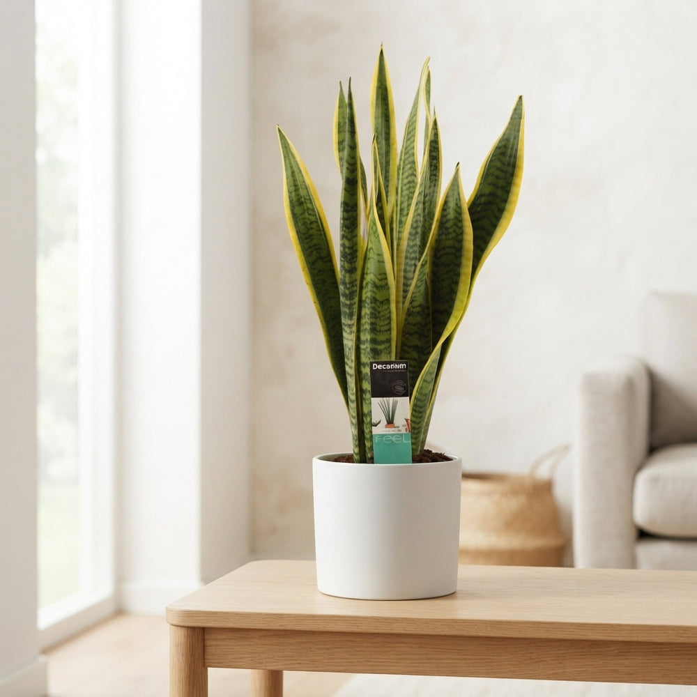 Snake Plant ‘Laurentii’ (Sansevieria trifasciata) – 17cm Pot