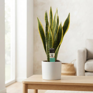 Snake Plant ‘Laurentii’ (Sansevieria trifasciata) – 17cm Pot