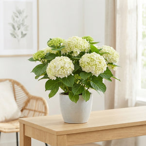 White Hydrangea macrophylla – 14cm Pot