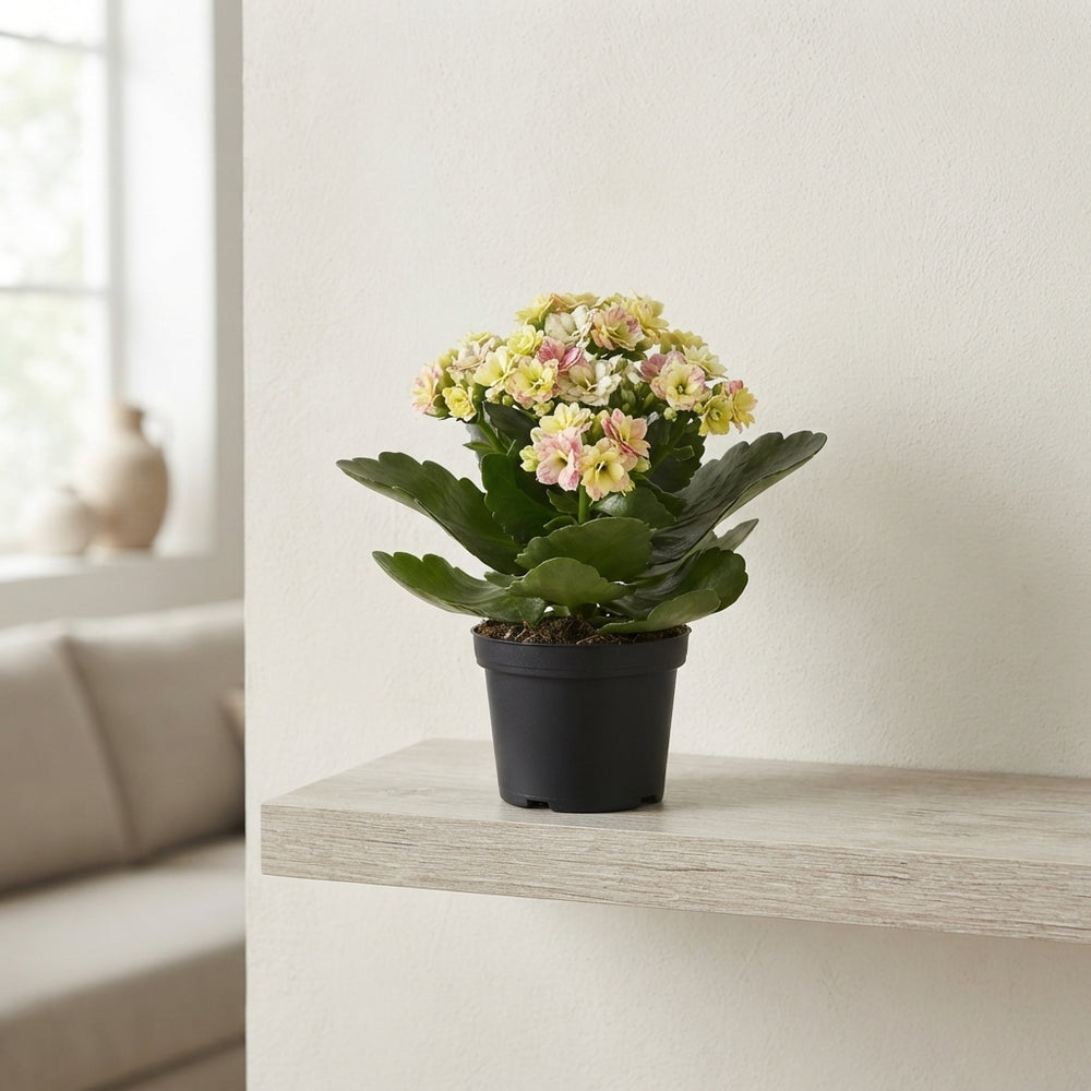 Kalanchoe ‘Special Mosaic’ – 10.5cm Pot