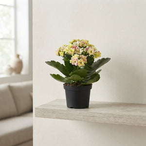 Kalanchoe ‘Special Mosaic’ – 10.5cm Pot