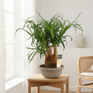 Ponytail Palm (Beaucarnea recurvata) – 20cm Pot