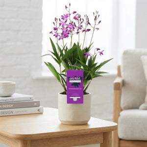 Dendrobium Berry Oda Orchid – 12cm Pot