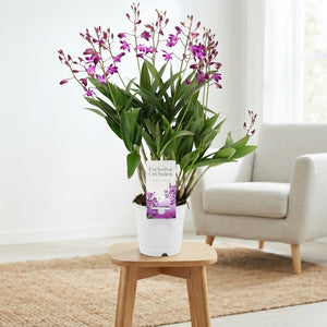 Dendrobium Berry Oda Orchid – 12cm Pot