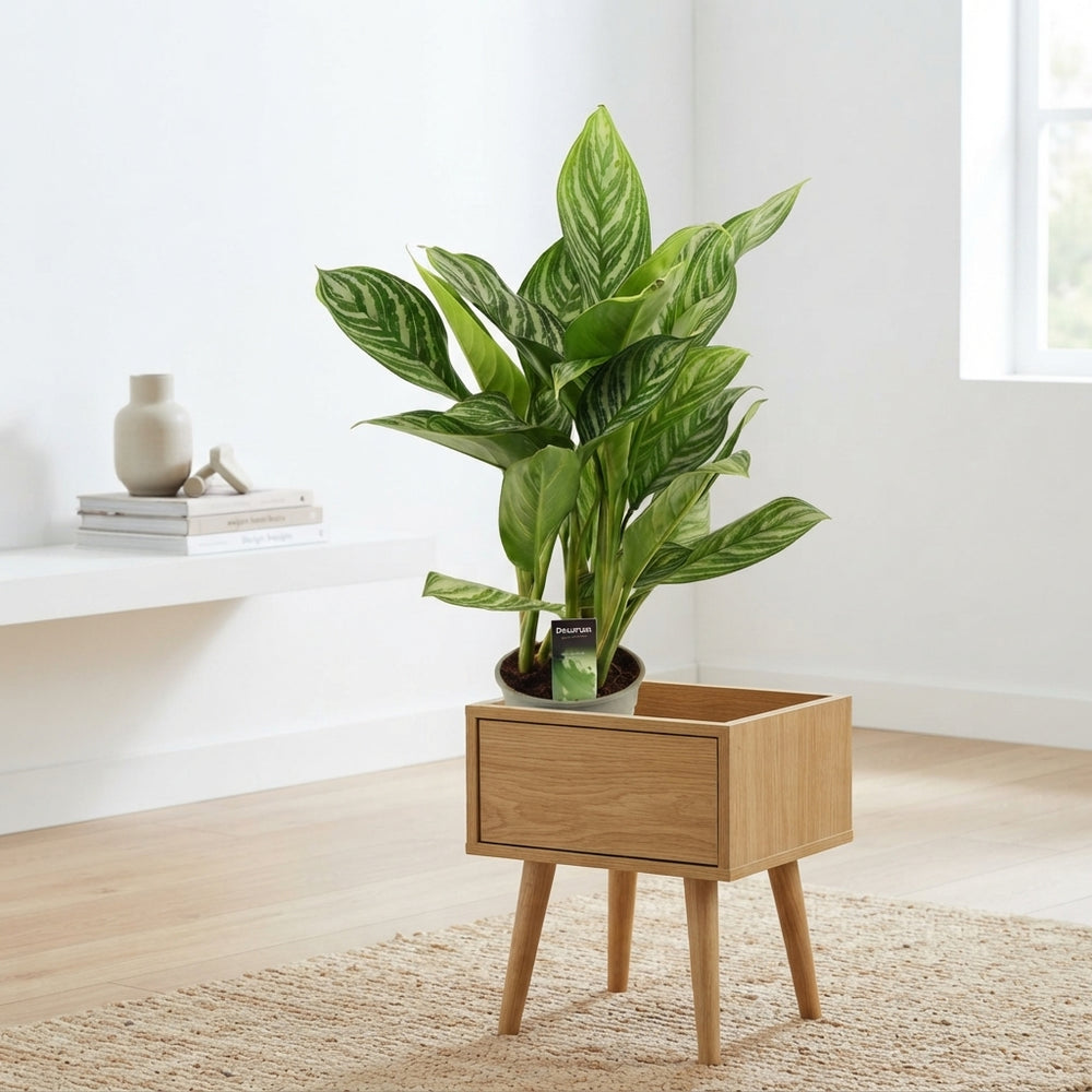 Aglaonema ‘Stripes’ Chinese Evergreen – 17cm Pot