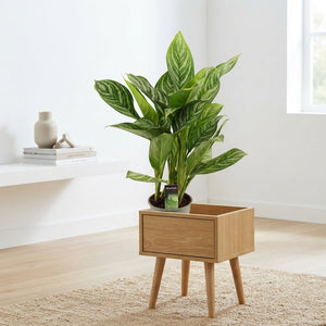 Aglaonema ‘Stripes’ Chinese Evergreen – 17cm Pot