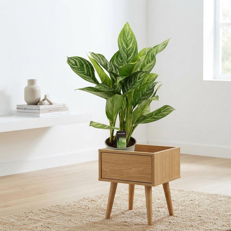 Aglaonema ‘Stripes’ Chinese Evergreen – 17cm Pot