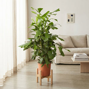 Fishtail Palm (Caryota mitis) – 24cm Pot, 110cm High