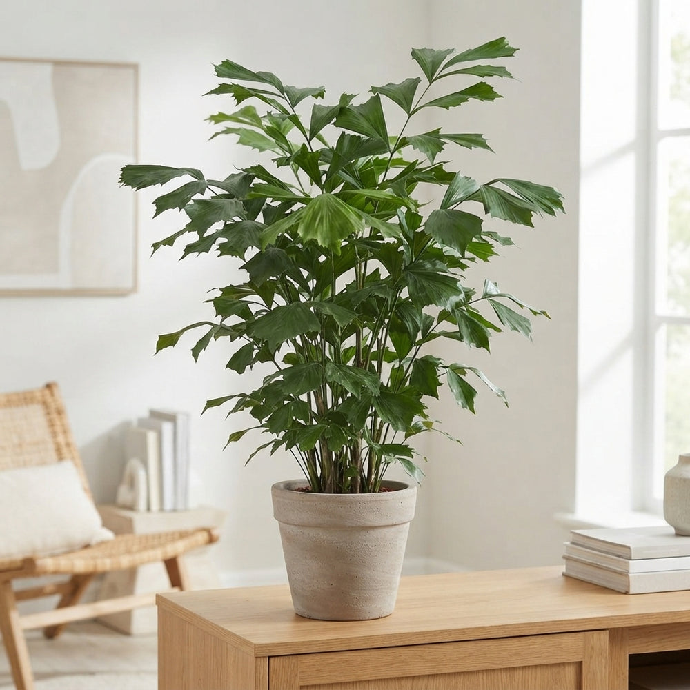 Fishtail Palm (Caryota mitis) – 27cm Pot