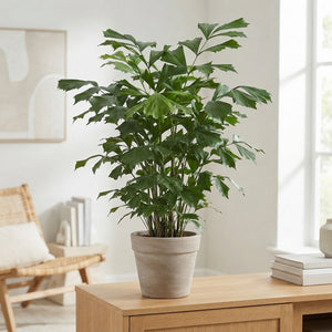 Fishtail Palm (Caryota mitis) – 27cm Pot
