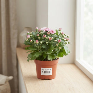 Pink Chrysanthemum – 10.5cm Pot