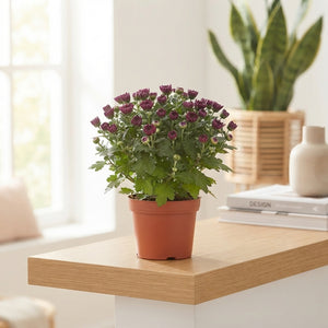Purple Chrysanthemum (Indicum Group) – 10.5cm Pot