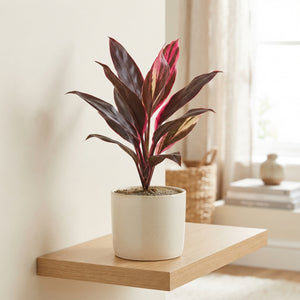 Mixed Cordyline Houseplant – 12cm Pot, Approx. 40cm