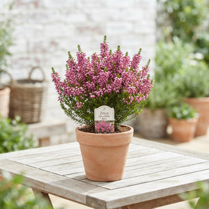 Pink Summer-Flowering Heather (Erica spiculifolia) – 12cm Pot