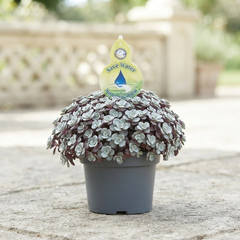 Cape Blanco Sedum (Sedum spathulifolium) – 13cm Pot