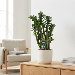 ZZ Plant 'Zenzi' (Zamioculcas zamiifolia) – 17cm Pot