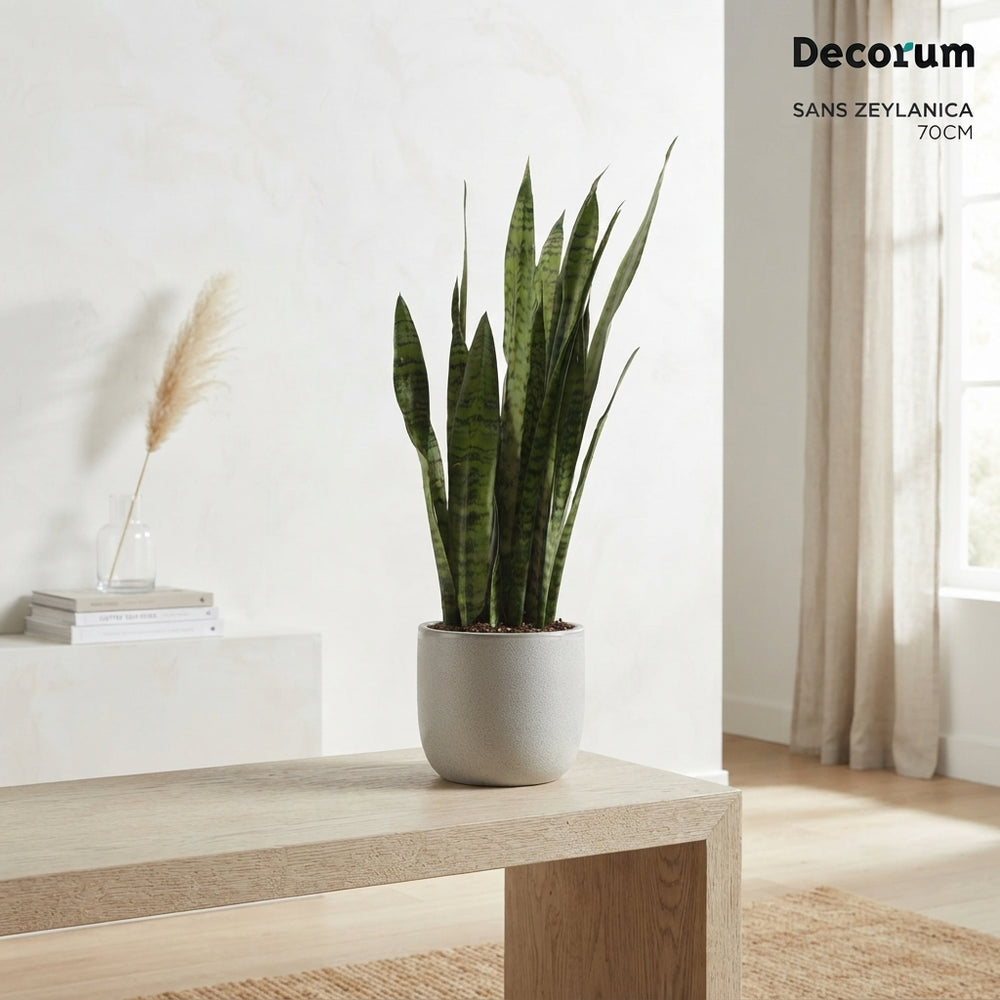 Zeylanica Snake Plant (Sansevieria zeylanica) – 21cm Pot