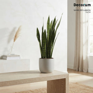 Zeylanica Snake Plant (Sansevieria zeylanica) – 21cm Pot