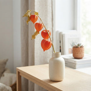 Orange Physalis Chinese Lantern Plant