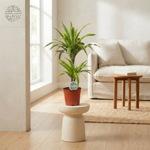 Corn Plant (Dracaena fragrans) – 17cm Pot, 65cm Tall