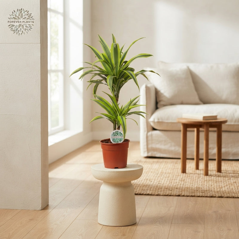 Corn Plant (Dracaena fragrans) – 17cm Pot, 65cm Tall