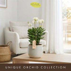 Epidendrum Cuzco Orchid – 15cm Pot