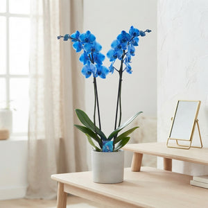 Royal Blue Phalaenopsis Orchid – 2 Stem, 12cm Pot