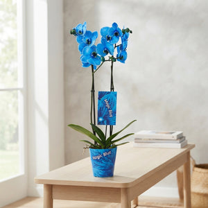 Royal Blue Phalaenopsis Orchid – 2 Stem, 12cm Pot