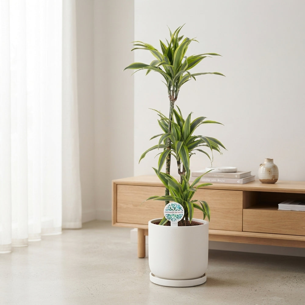Lemon Lime Dracaena (Dracaena fragrans) – 24cm Pot