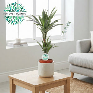 Warneckii Dracaena (Dracaena fragrans) – 17cm Pot, 75cm