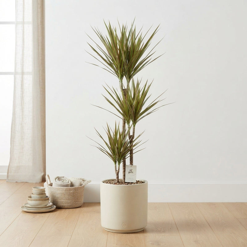 Dragon Tree (Dracaena marginata ‘Bicolor’) – 24cm Pot, 125cm