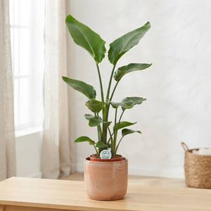 White Bird of Paradise (Strelitzia nicolai) – 21cm Pot