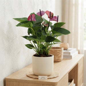 Purple Anthurium ‘Zizou’ – 12cm Ceramic Pot
