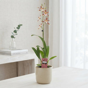 Mixed Cambria Orchid – 2 Stems, 12cm Pot