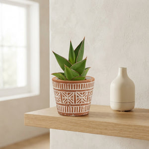 Crown Snake Plant (Sansevieria) – Maui Ceramic Pot, 6cm