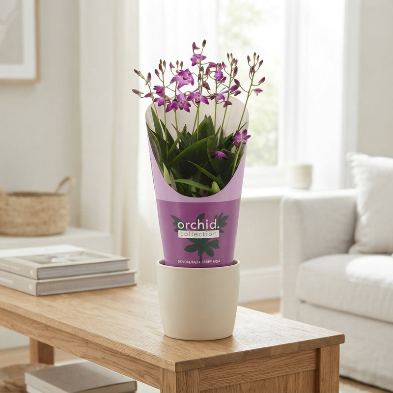 Dendrobium Berry Oda Orchid – 12cm Pot
