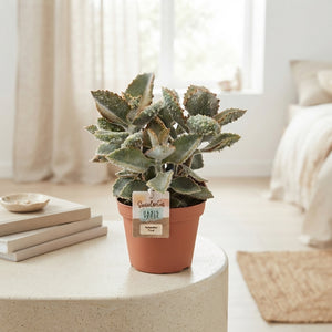 Kalanchoe beharensis ‘Fang’ – 14cm Pot