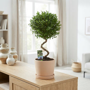Spiral Myrtle (Myrtus communis) – 12cm Pot, 40cm High