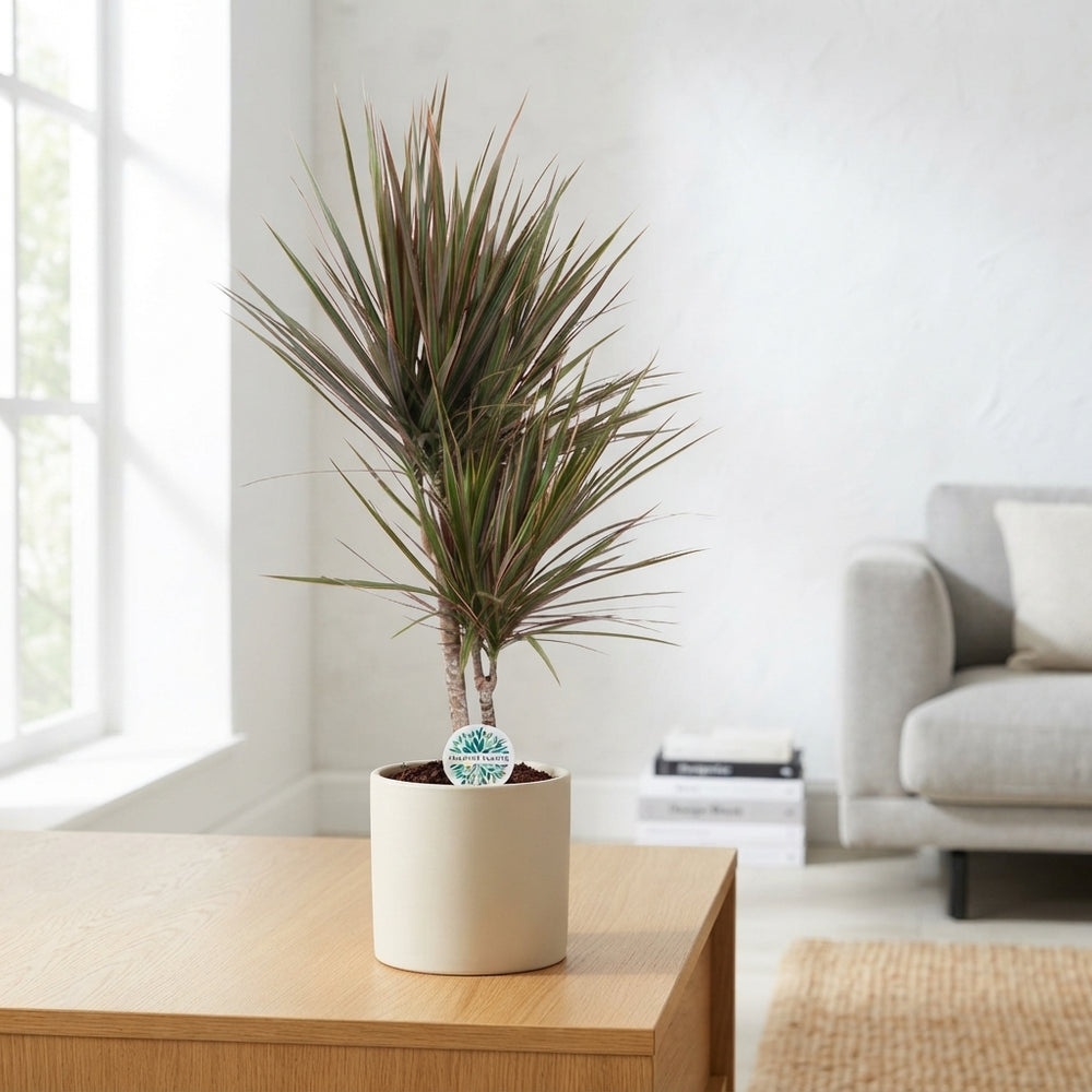 Bicolour Dragon Tree (Dracaena marginata) – 17cm Pot, 75cm