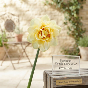 Narcissus ‘Double Romantic Paradise’ Flower Bulbs – Pack of 5