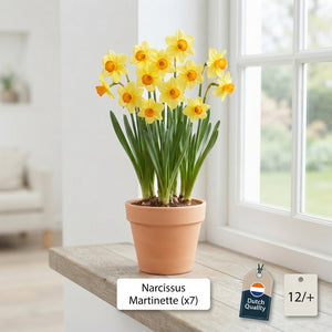 Narcissus ‘Martinette’ Daffodil Bulbs – 7 Bulbs