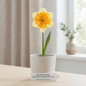 Mixed Split-Corona Daffodil Bulbs – Pack of 5