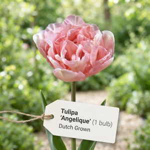 Tulipa ‘Angelique’ Double Pink Tulip Bulbs – 7 Bulbs